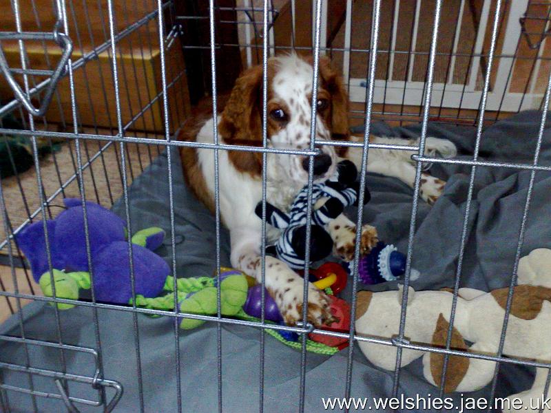 2009-10-07 05.jpg - How many toys can you count?